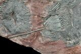 Moroccan Crinoid (Scyphocrinites) Plate #61212-1